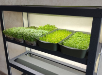 фото стелажа для мікрогріну